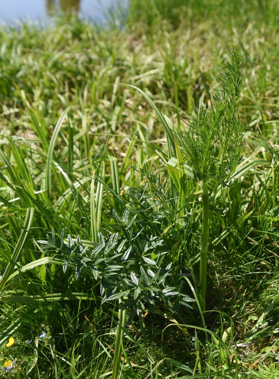 Image of Thalictrum lucidum specimen.