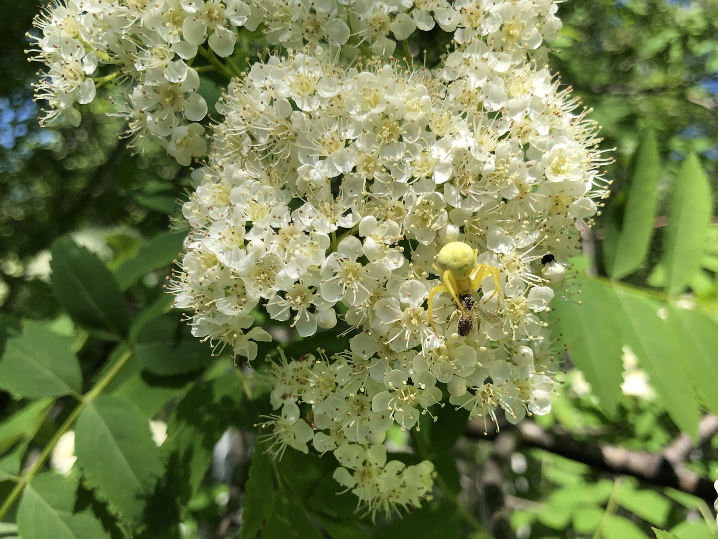 Изображение особи Sorbus amurensis.