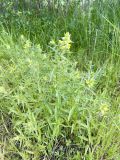 Rhinanthus serotinus