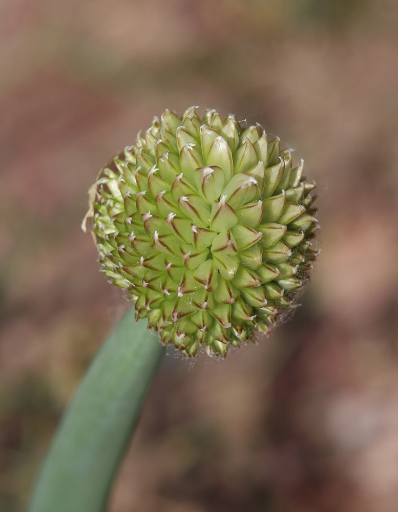 Изображение особи Allium altaicum.