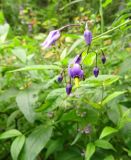 Solanum dulcamara