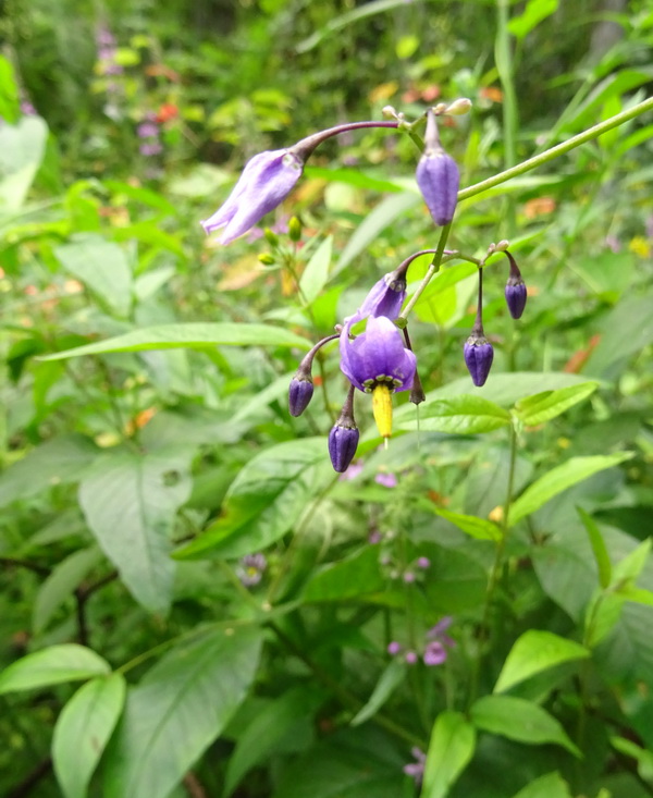 Изображение особи Solanum dulcamara.