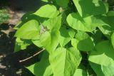 Catalpa bignonioides