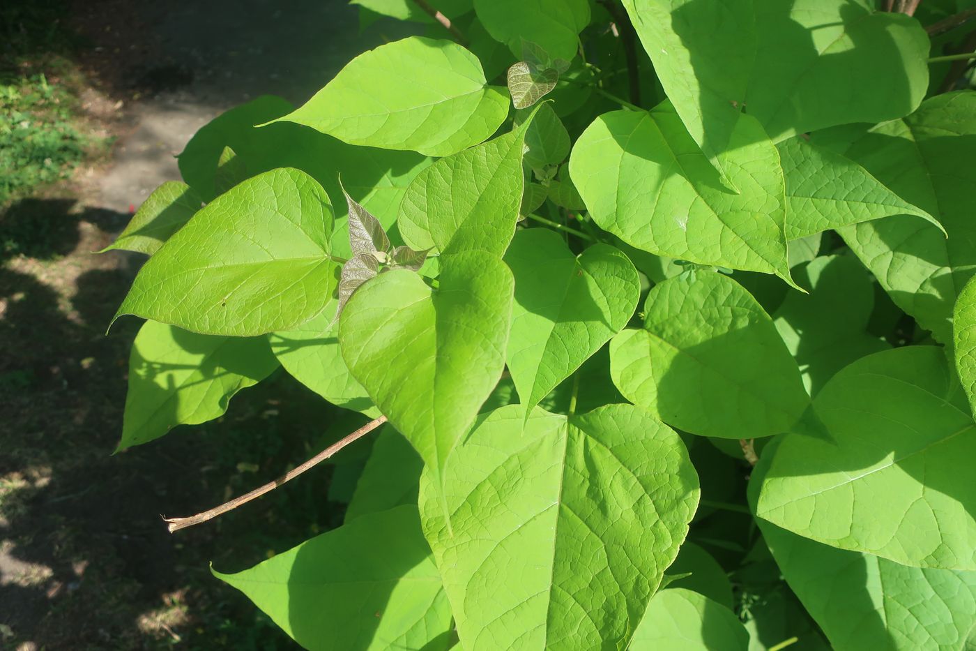 Image of Catalpa bignonioides specimen.