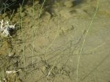 Equisetum ramosissimum