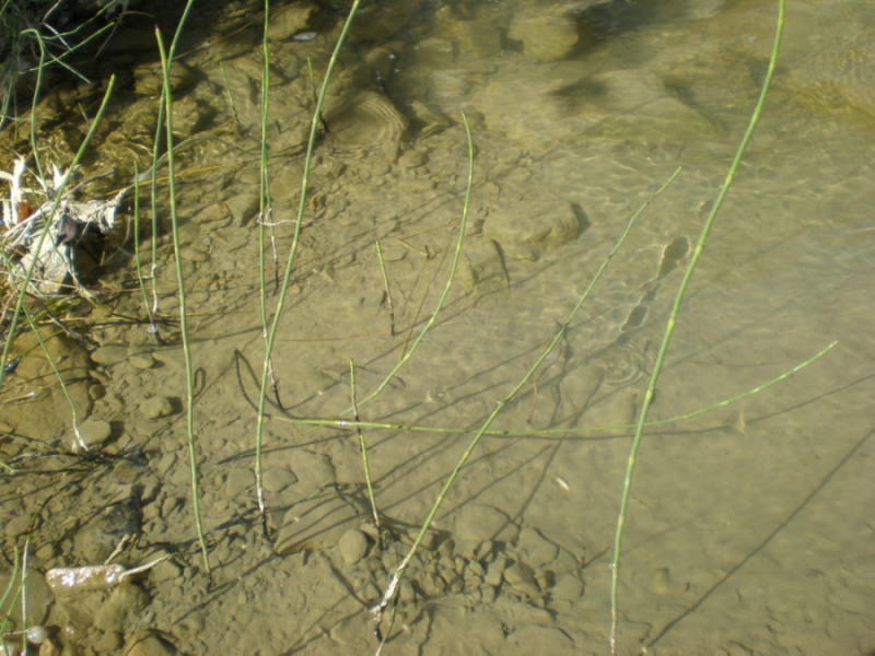 Изображение особи Equisetum ramosissimum.