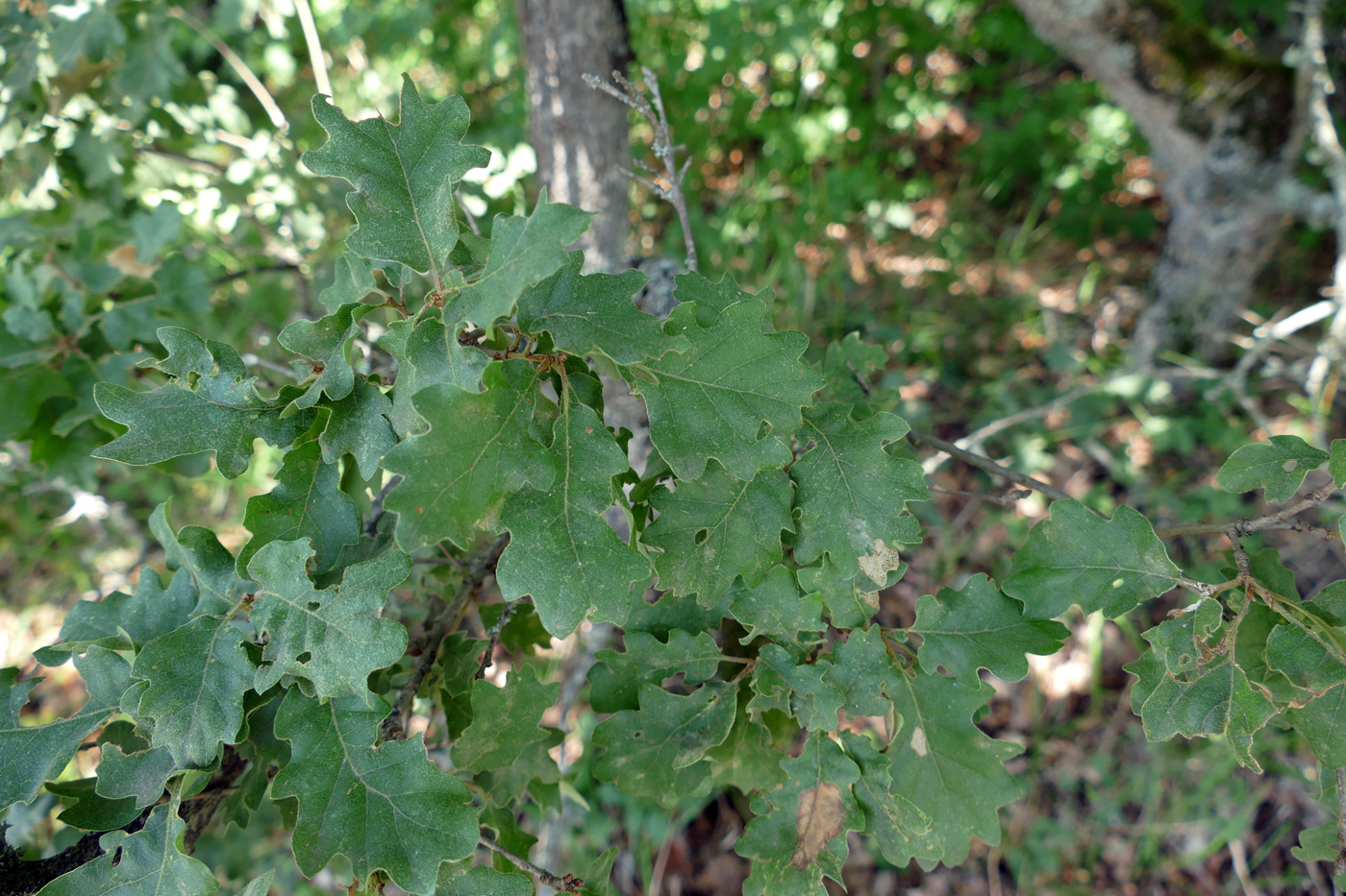 Изображение особи род Quercus.