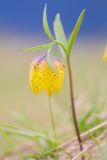 Fritillaria ophioglossifolia