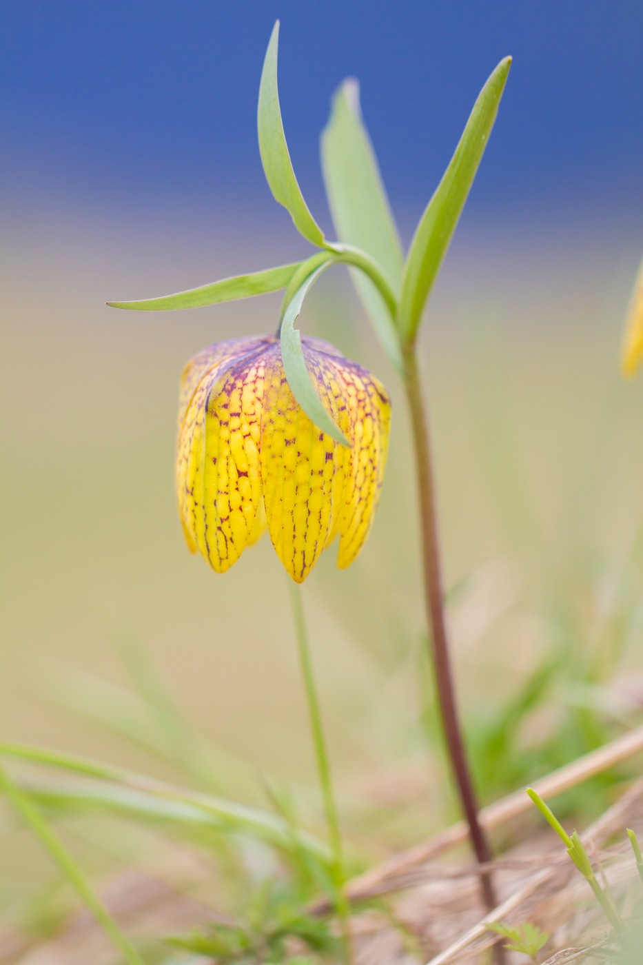 Image of Fritillaria ophioglossifolia specimen.