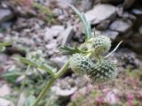 Cirsium buschianum. Верхушка растения с нераскрывшимися соцветиями. Карачаево-Черкесия, Урупский р-н, окр. пос. Дамхурц, правый берег реки Большая Лаба, скальное обнажение. 30.07.2022.