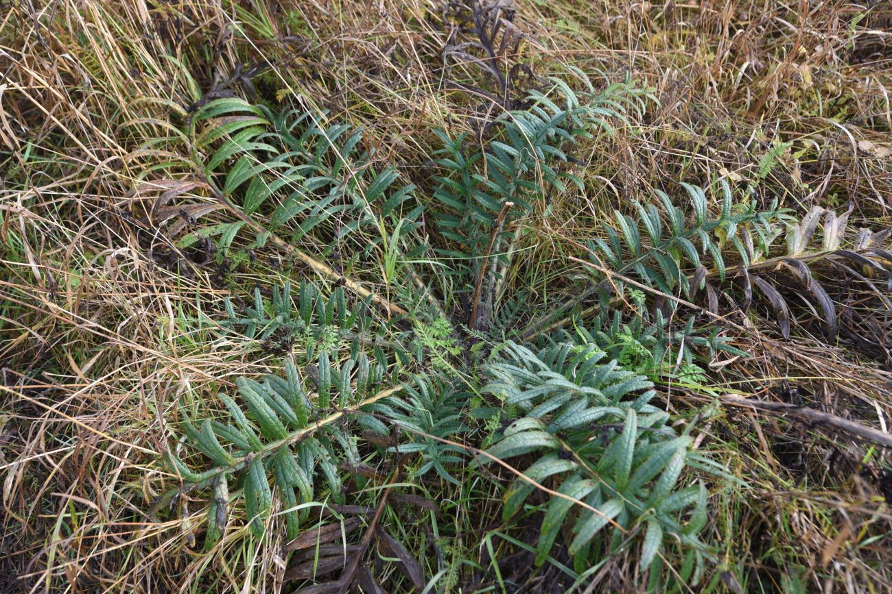 Image of familia Asteraceae specimen.