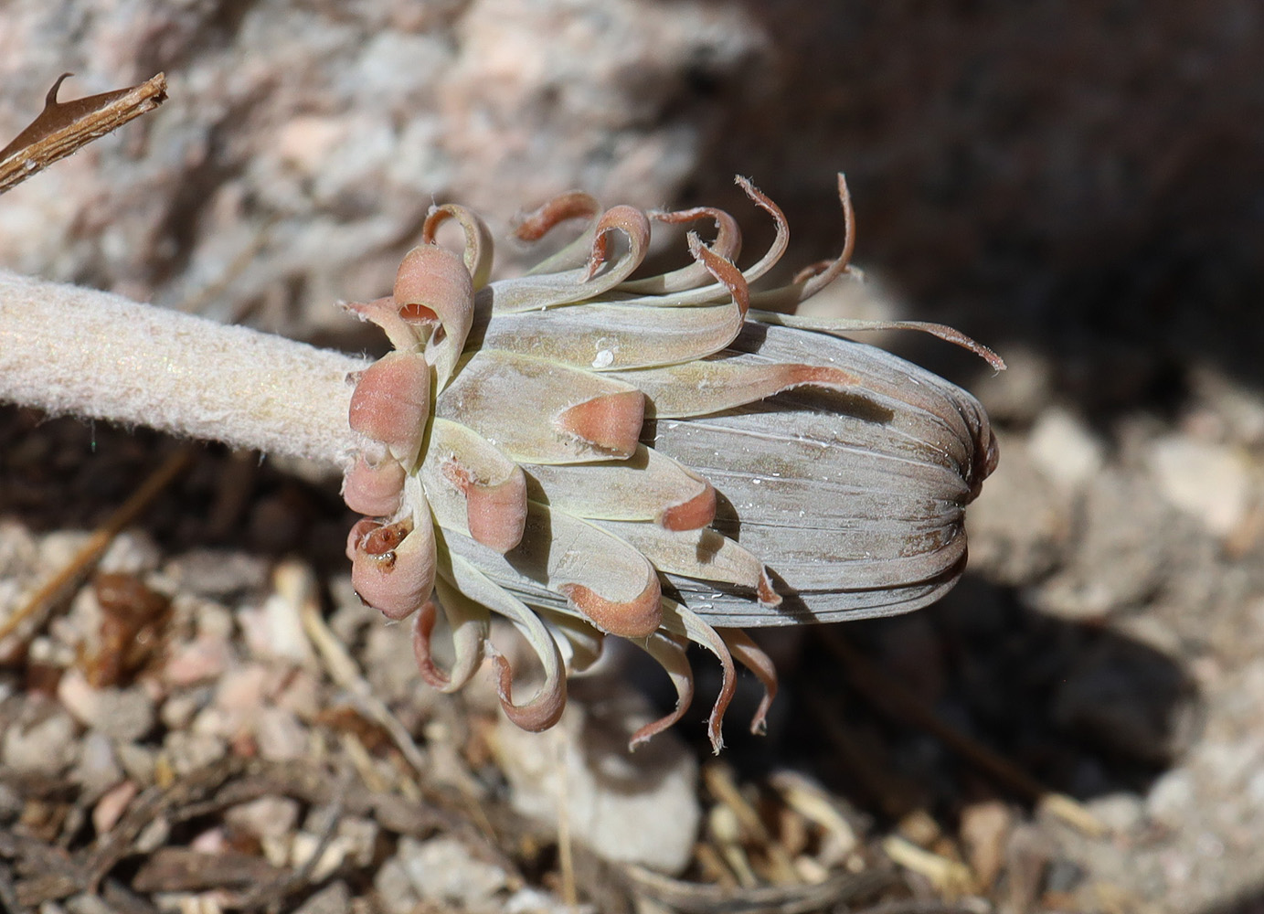 Image of Taraxacum turcomanicum specimen.