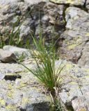 Carex acrifolia. Цветущее растение. Карачаево-Черкесия, Урупский р-н, Кавказский биосферный заповедник, Имеретинское ущелье, долина р. Имеретинка (в верхнем течении), ≈ 2500 м н.у.м., в расщелине скалы. 27.07.2022.