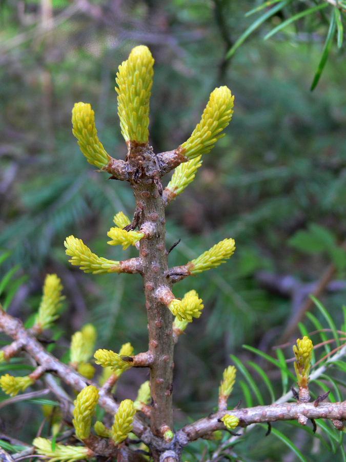 Image of Abies sibirica specimen.