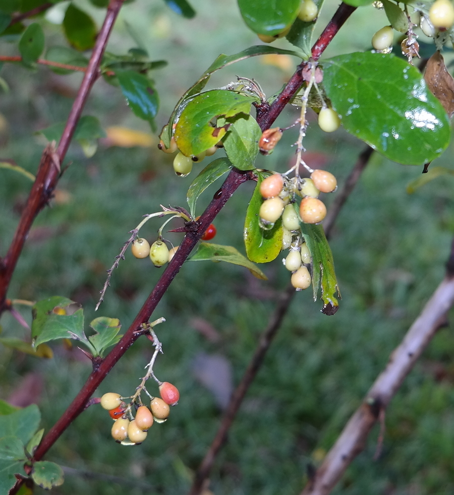 Image of genus Berberis specimen.