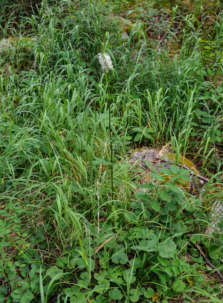 Изображение особи Sanguisorba stipulata.