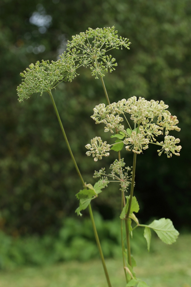 Изображение особи Angelica sylvestris.