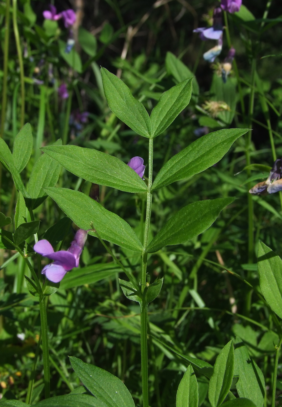 Изображение особи Lathyrus komarovii.