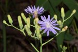 Lactuca tatarica
