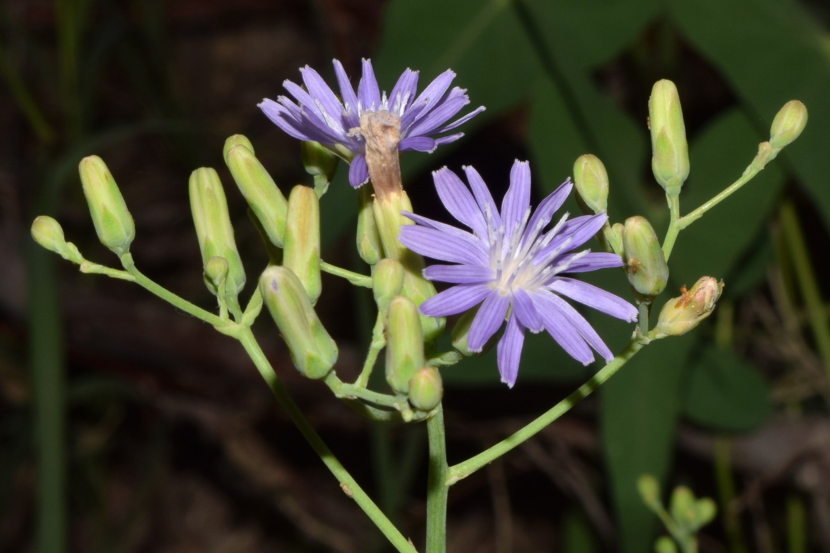 Изображение особи Lactuca tatarica.