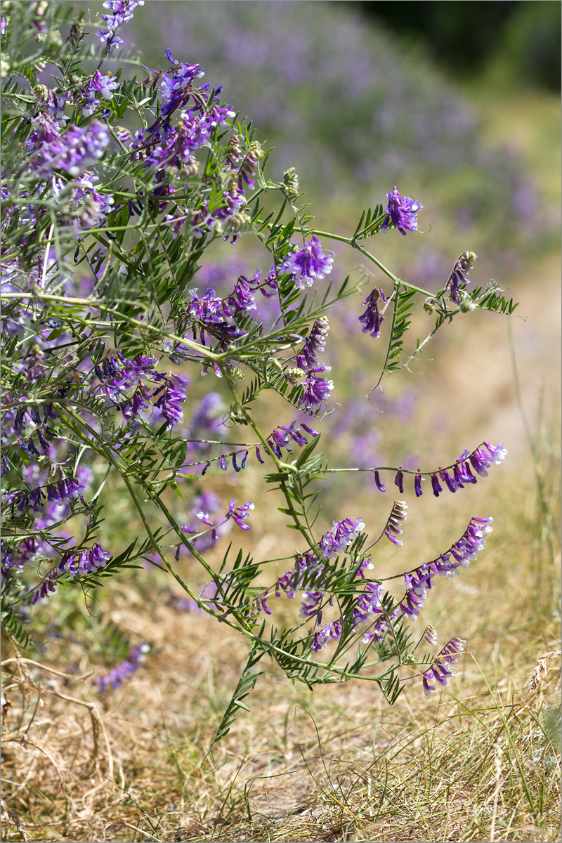 Image of Vicia villosa specimen.