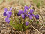 Viola ambigua