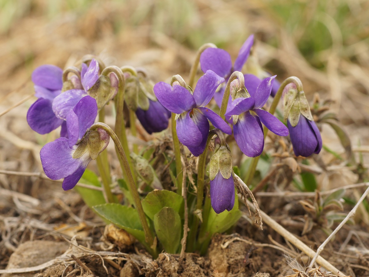 Изображение особи Viola ambigua.