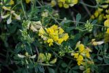 genus Medicago. Верхушка побега с соцветием. Северная Осетия, Пригородный р-н, окр. с. Даргавс, ≈ 1400 м н.у.м., луговой склон. 23.07.2022.