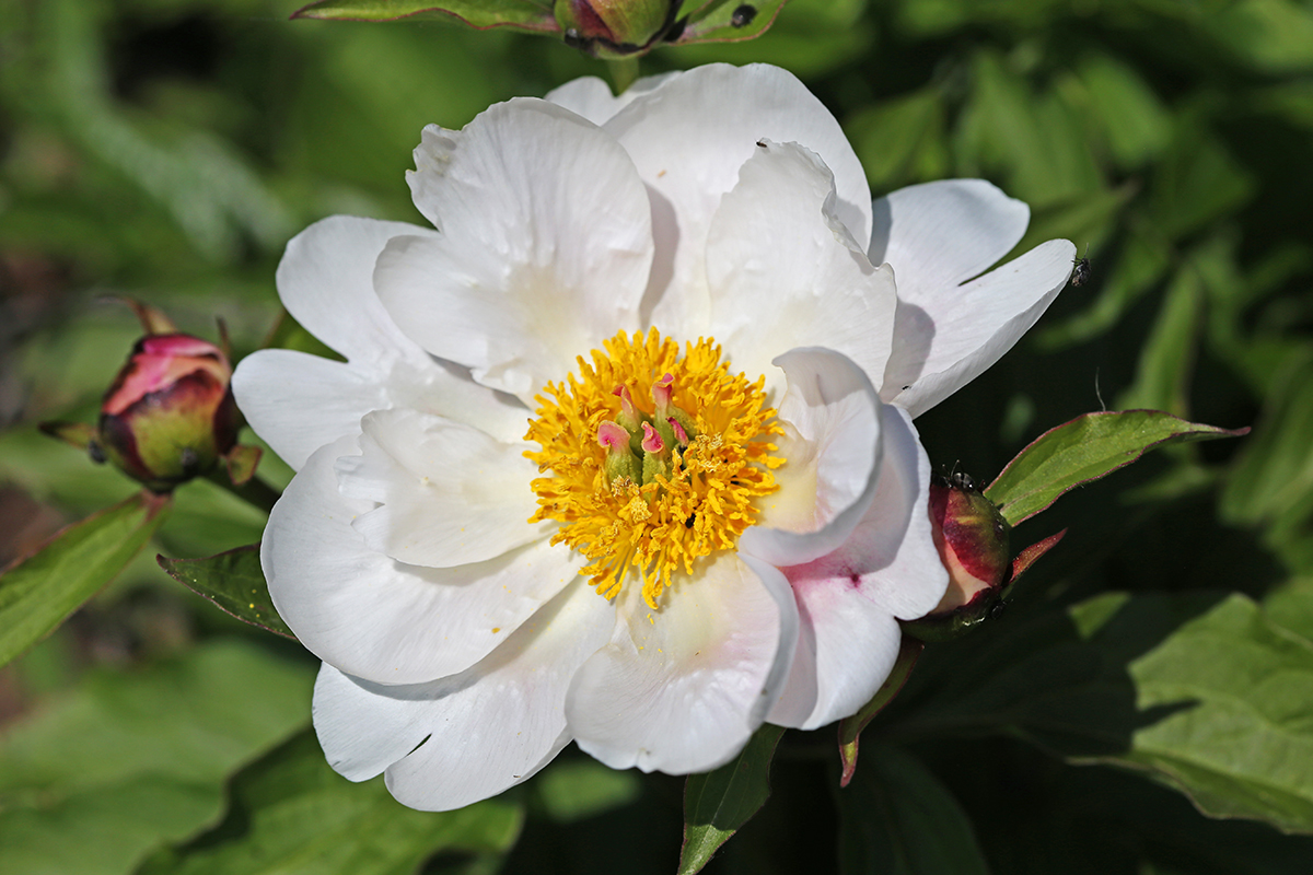 Image of Paeonia lactiflora specimen.