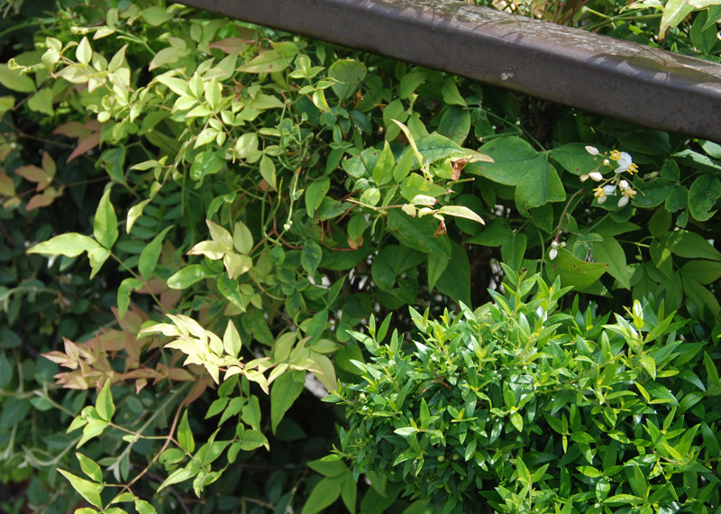 Image of Nandina domestica specimen.