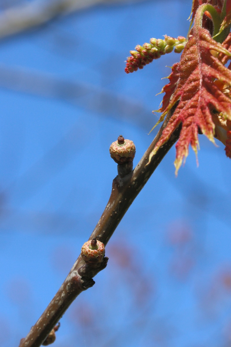 Изображение особи Quercus rubra.