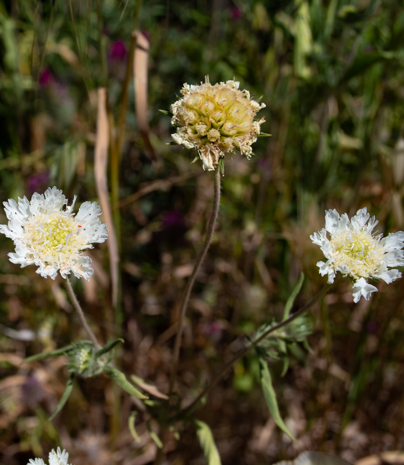 Image of Lomelosia palaestina specimen.