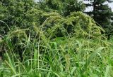 Setaria verticillata