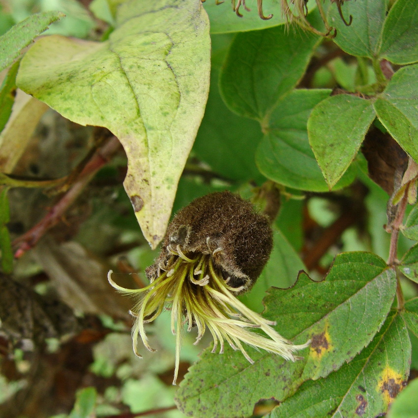 Image of Clematis fusca specimen.