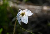 Anemone sylvestris. Цветок. Хакасия, Боградский р-н, окр. с. Большая Ерба, степь. 07.06.2022.