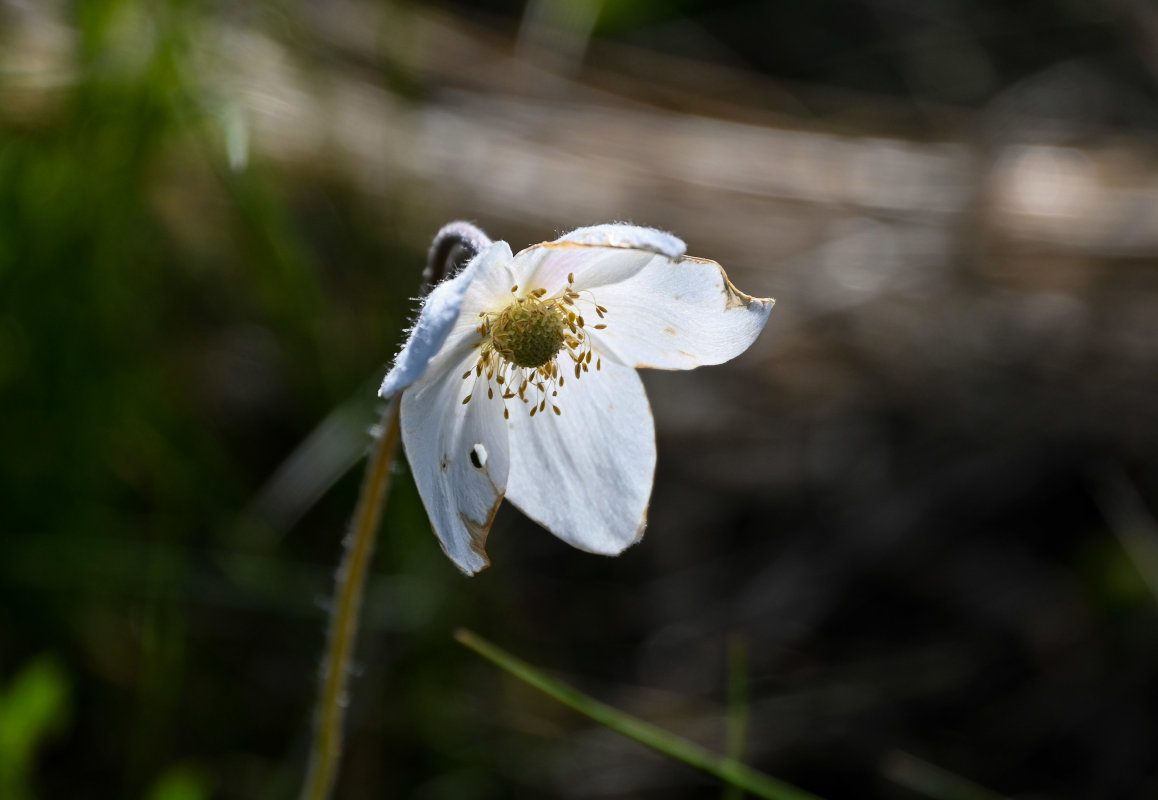 Изображение особи Anemone sylvestris.