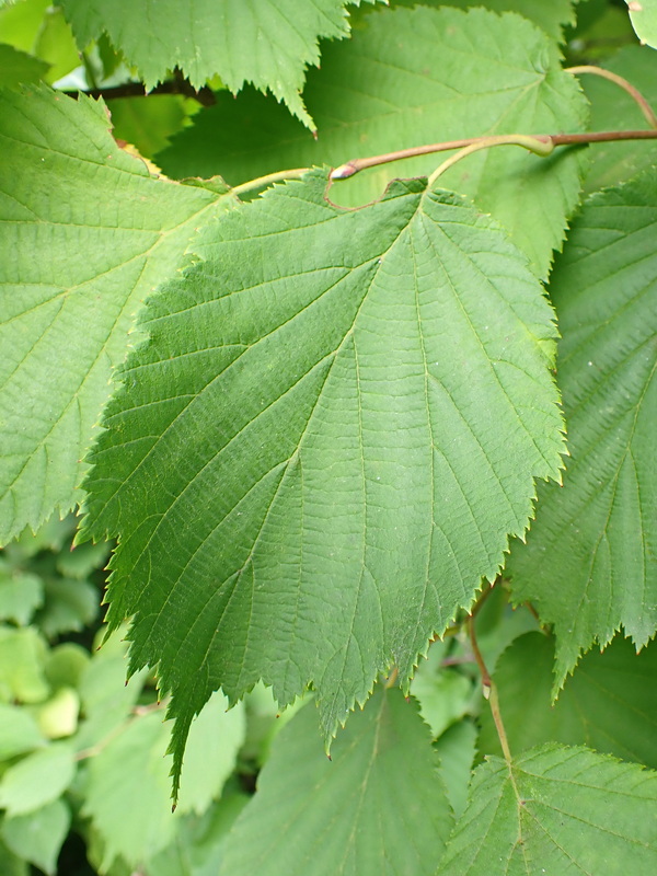 Image of Corylus mandshurica specimen.