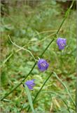 Campanula persicifolia. Часть соцветия. Тверская область, Ржевский р-н, р. Волга, окр. переката Рождественский. 2 августа 2010 г.