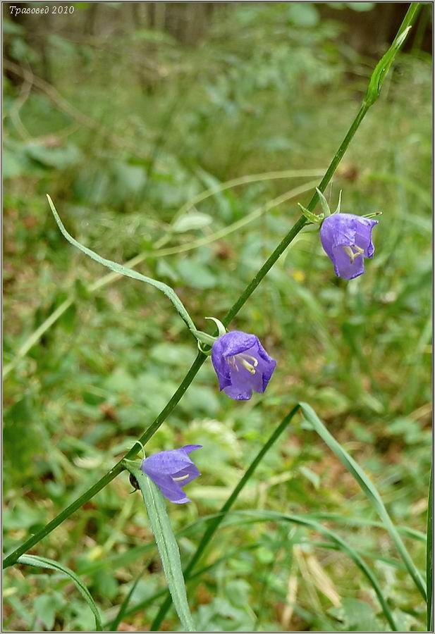 Изображение особи Campanula persicifolia.