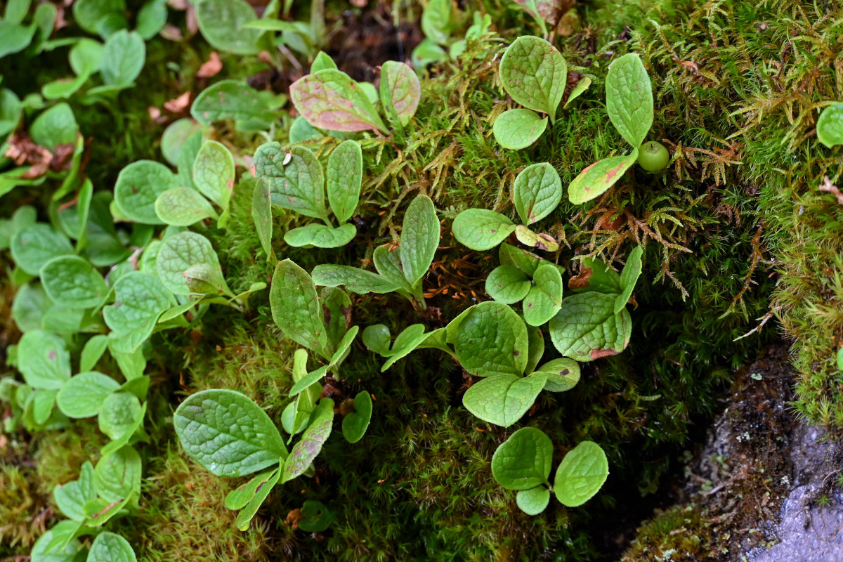 Изображение особи Vaccinium praestans.