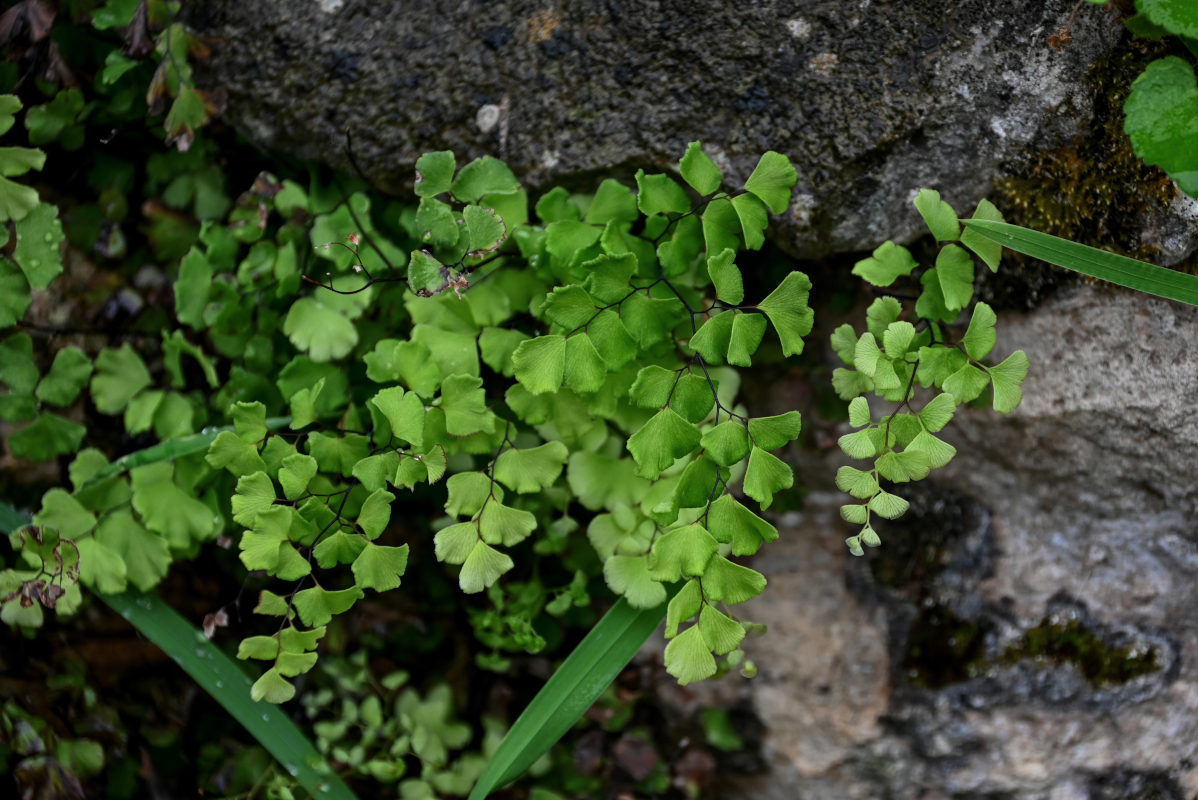 Изображение особи Adiantum capillus-veneris.