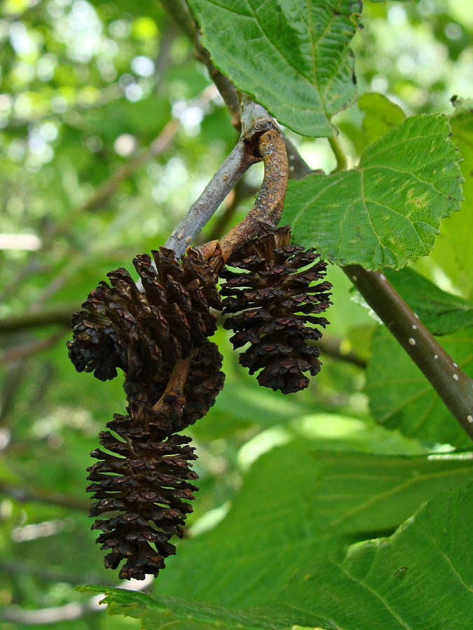 Изображение особи Alnus hirsuta.