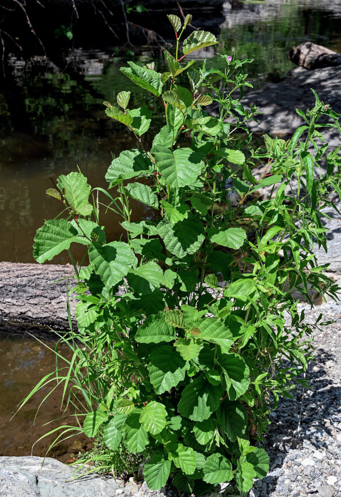 Image of Alnus glutinosa specimen.