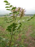 Glycyrrhiza soongorica. Верхушка цветущего растения. Казахстан, Западный Алтай, правая сторона долины р. Бухтарма, пологий песчаный склон южной экспозиции, сильно выбитое пастбище. 24 июня 2023 г.