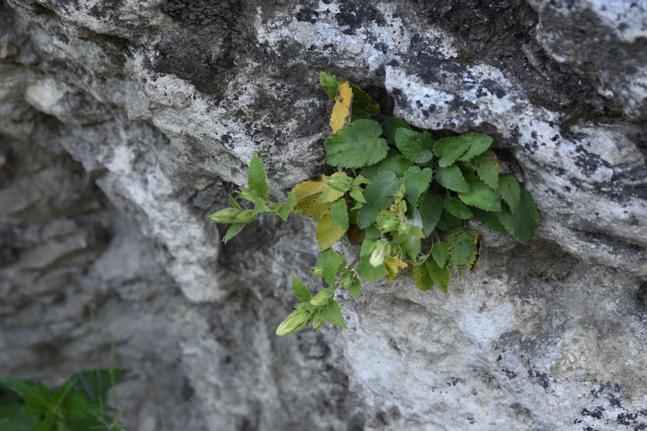 Image of Campanula pendula specimen.