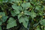 Xanthium orientale