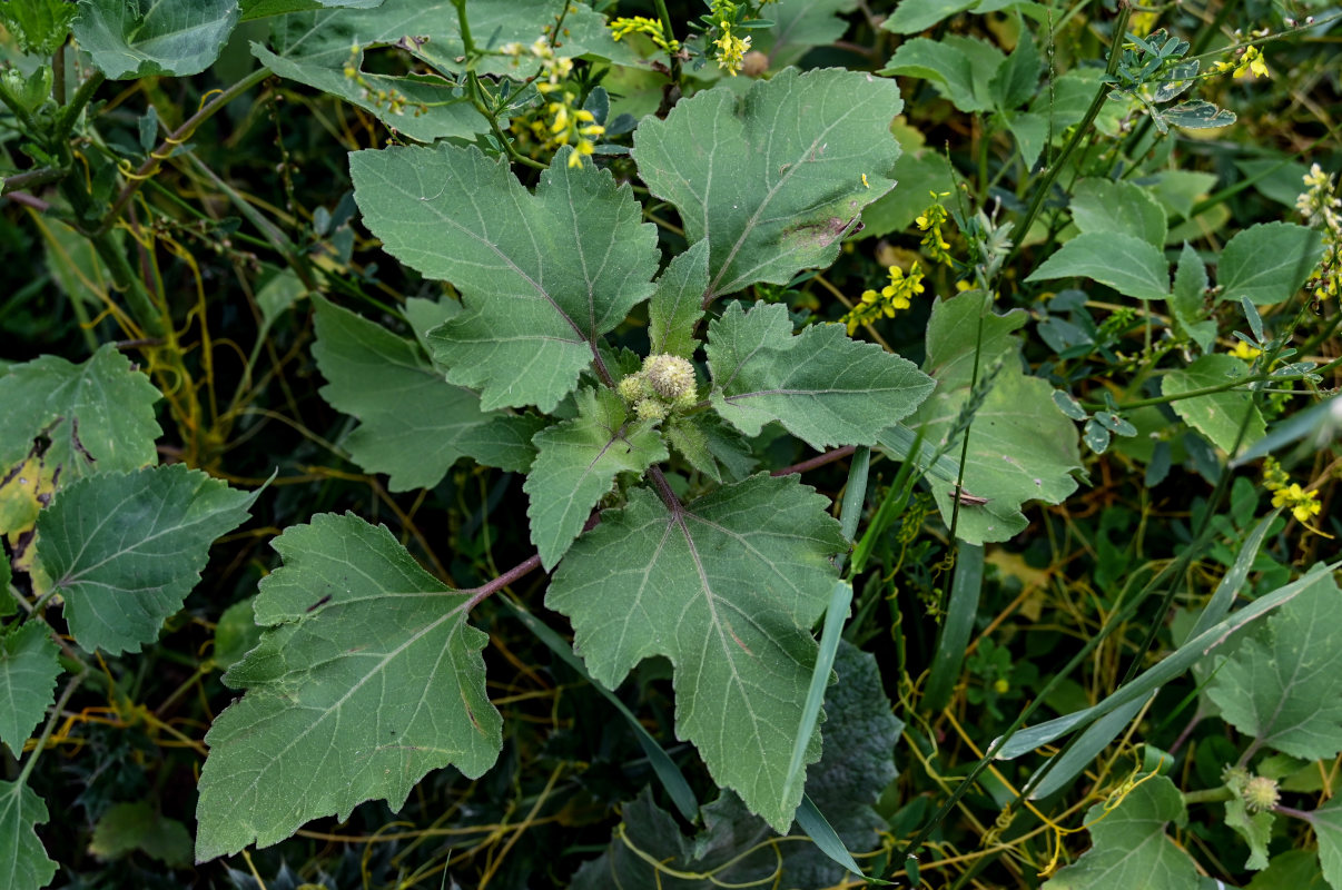 Image of Xanthium orientale specimen.