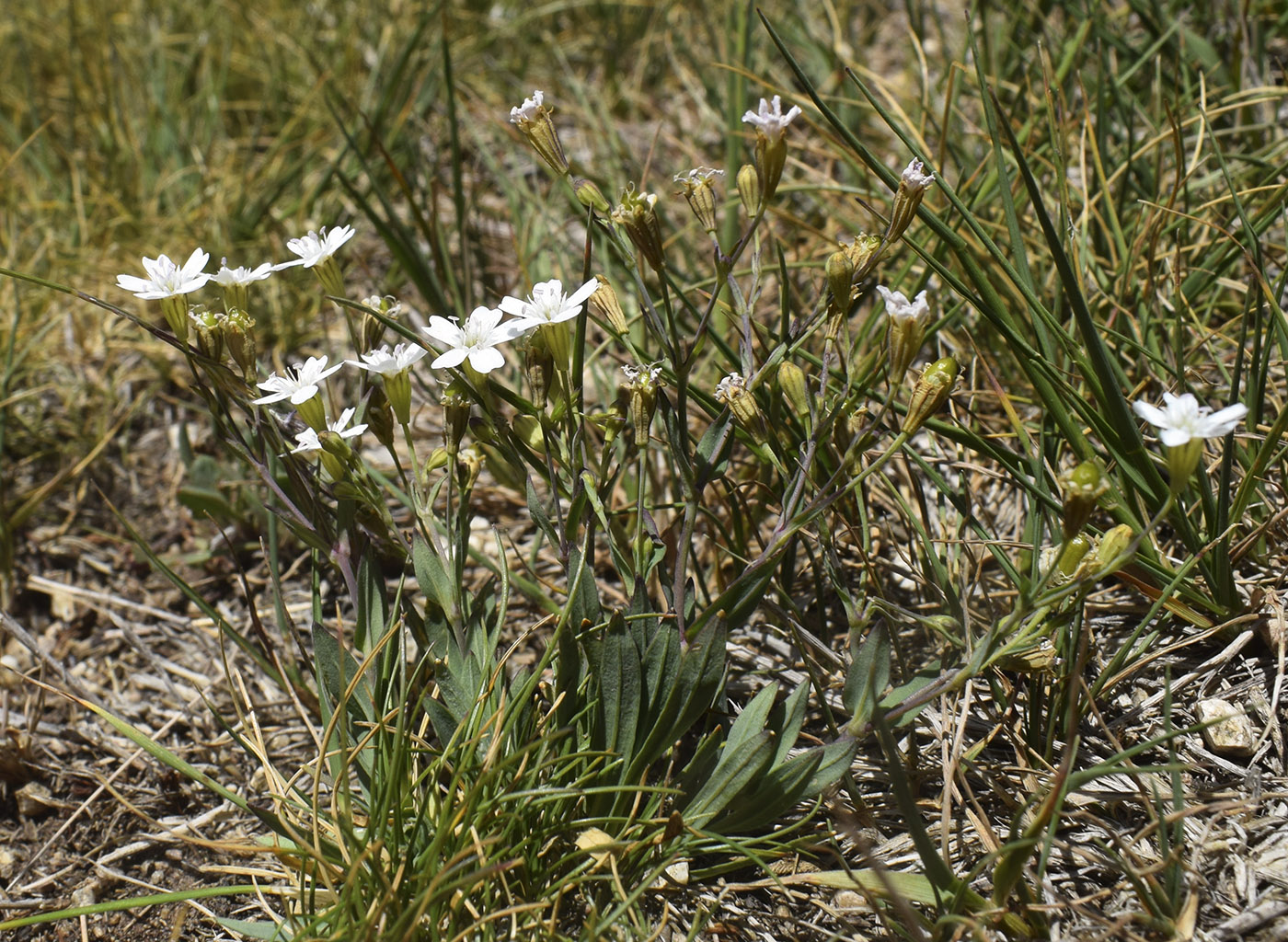 Изображение особи Silene rupestris.