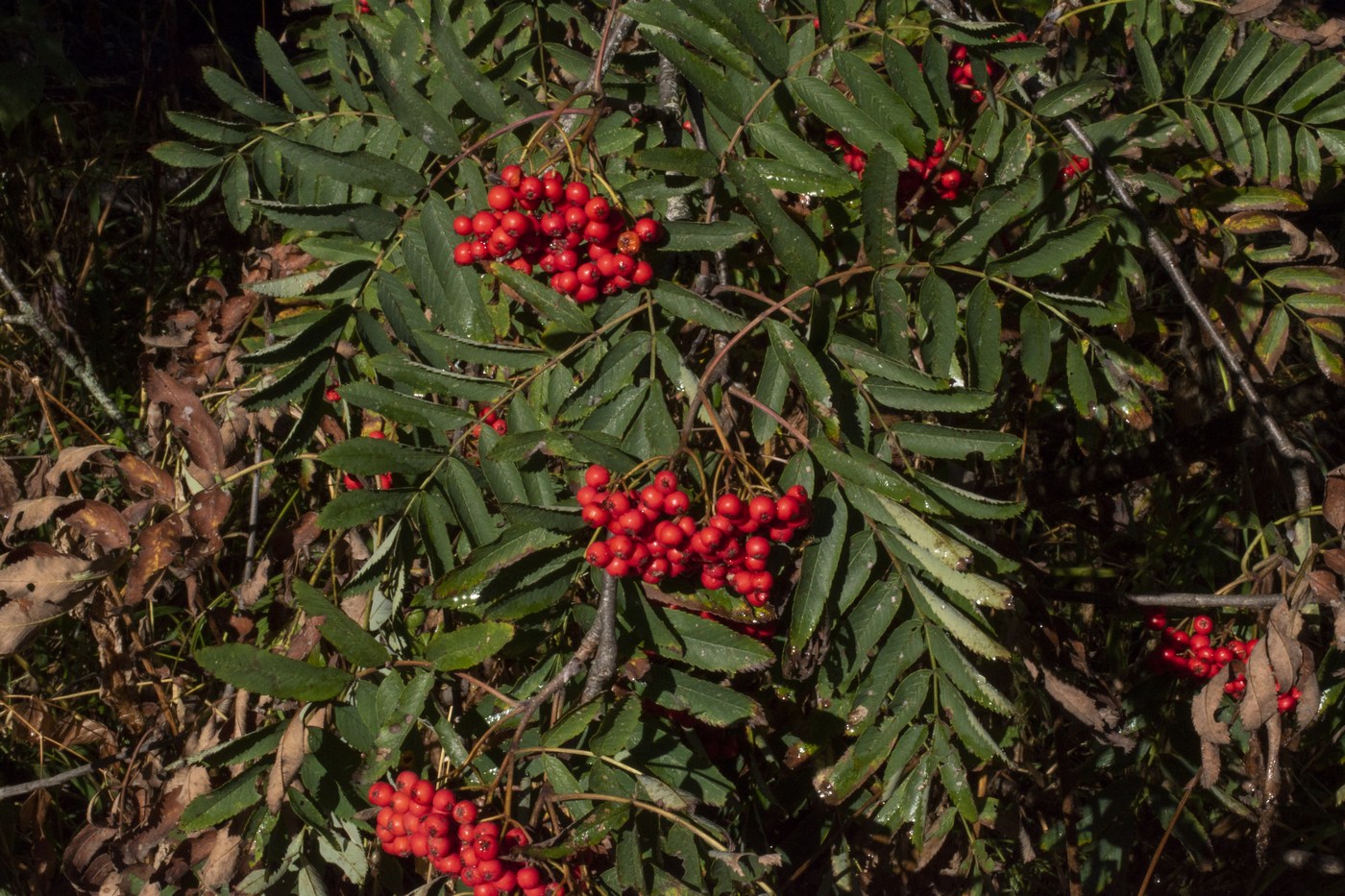 Image of Sorbus aucuparia specimen.