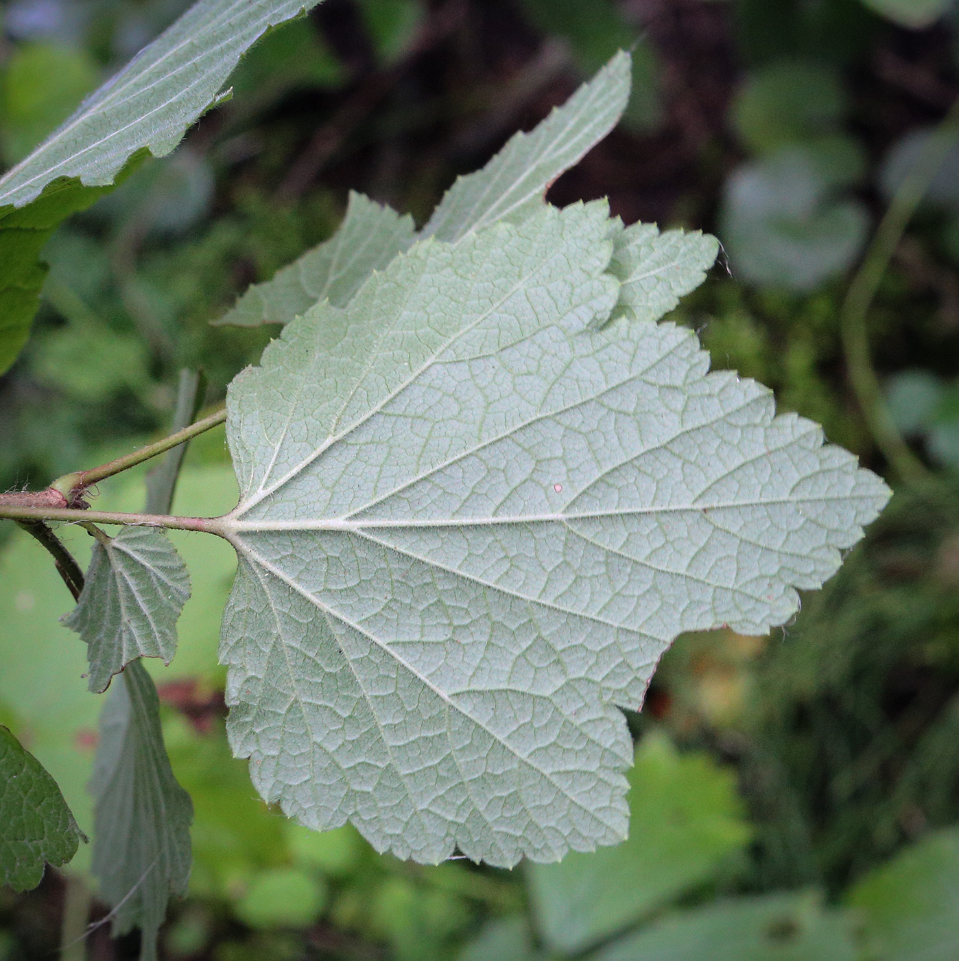 Image of Ribes spicatum specimen.